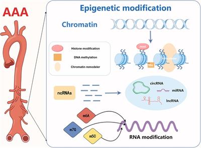 Epigenetic modifications in abdominal aortic aneurysms: from basic to clinical